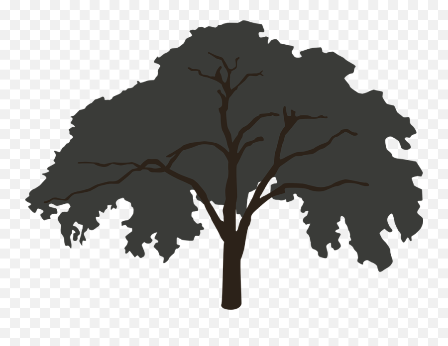 Tree Silhouette Big - Forest Tree Silhouette Big Png,Big Tree Png