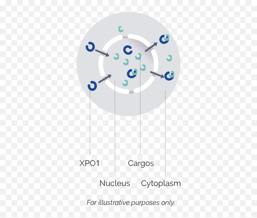 Xpovio Selinexor Mechanism Of Action Moa For Rr Dlbcl - Dot Png,Relapse Icon