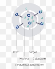 Xpovio Selinexor Mechanism Of Action Moa For Rr Dlbcl - Dot Png,Relapse Icon