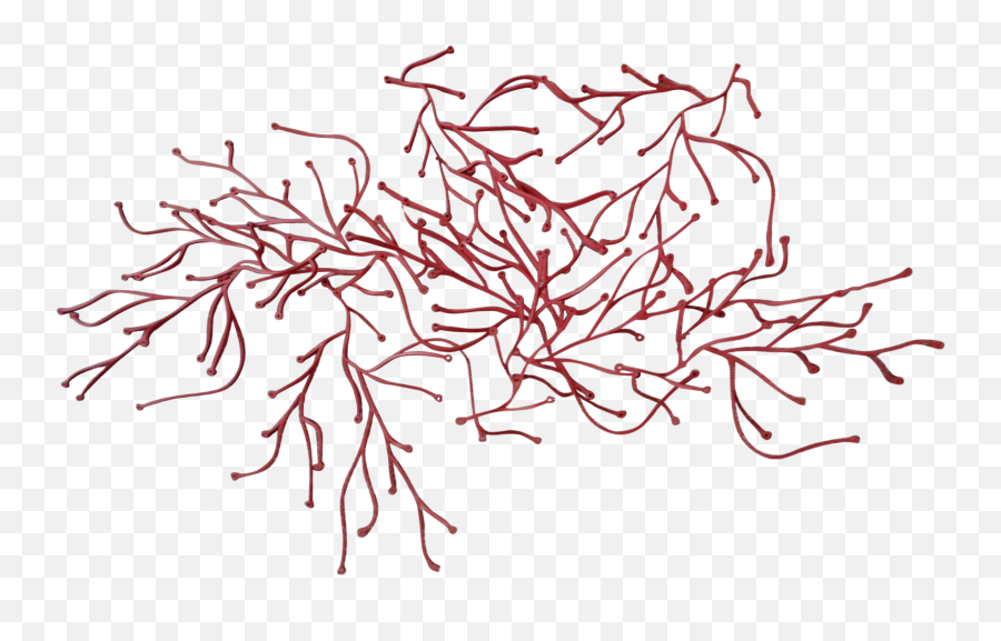 Download Hd Graphic Library Reef Drawing Red Algae - Vitra Illustration Png,Algae Png