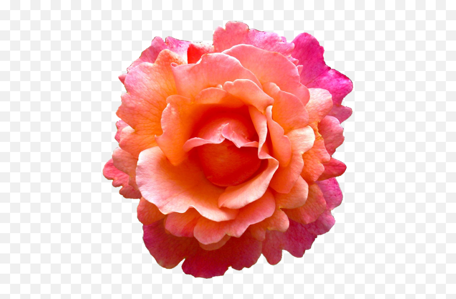 Download Tropical Pink Flower Png - Rose,Orange Flowers Png