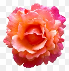 Download Tropical Pink Flower Png - Rose,Orange Flowers Png