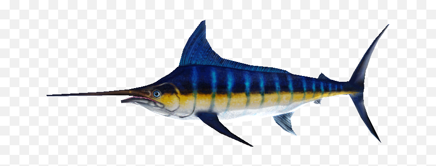 Pc Computer - Zoo Tycoon 2 Blue Marlin Male The Models Atlantic Blue Marlin Png,Marlin Png