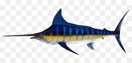 Pc Computer - Zoo Tycoon 2 Blue Marlin Male The Models Atlantic Blue Marlin Png,Marlin Png