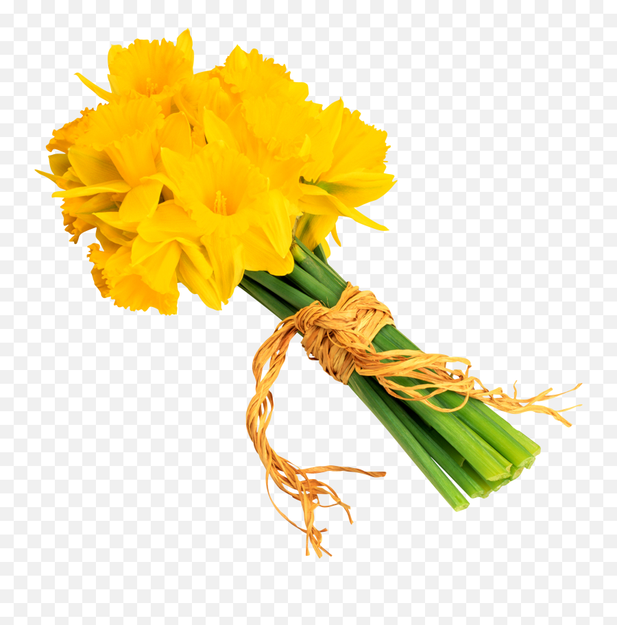 Daffodils In Png Format - Daffodil,Bouquet Transparent Background