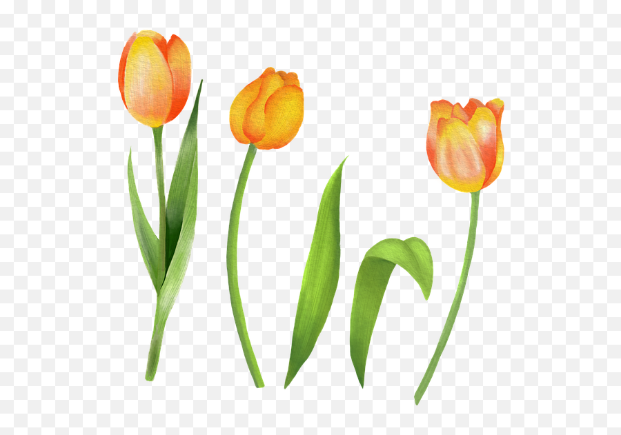 Yellow Tulips Clip Art Flowers - Free Image On Pixabay Tulip Png,Tulips Icon