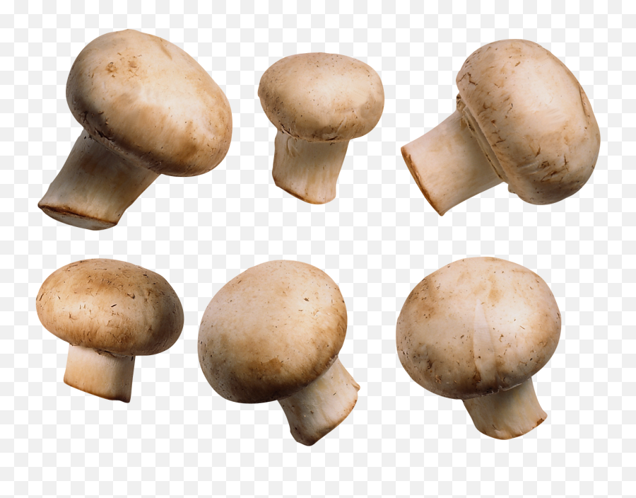 Mushroom Icon Clipart - Mushroom Images Free Download Png,Mushroom Png