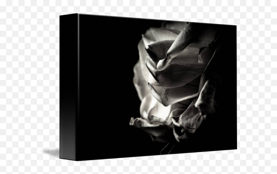 Black And White Rose Petals - Naked Woman Bending Over Statue Png,Rose Petals Transparent Background