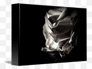 Black And White Rose Petals - Naked Woman Bending Over Statue png
