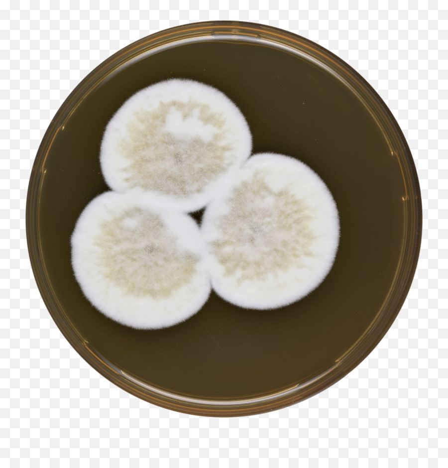 Fileaspergillus Conjunctus Meaoxpng - Wikimedia Commons Snow Skin Mooncake,Plate Of Cookies Png