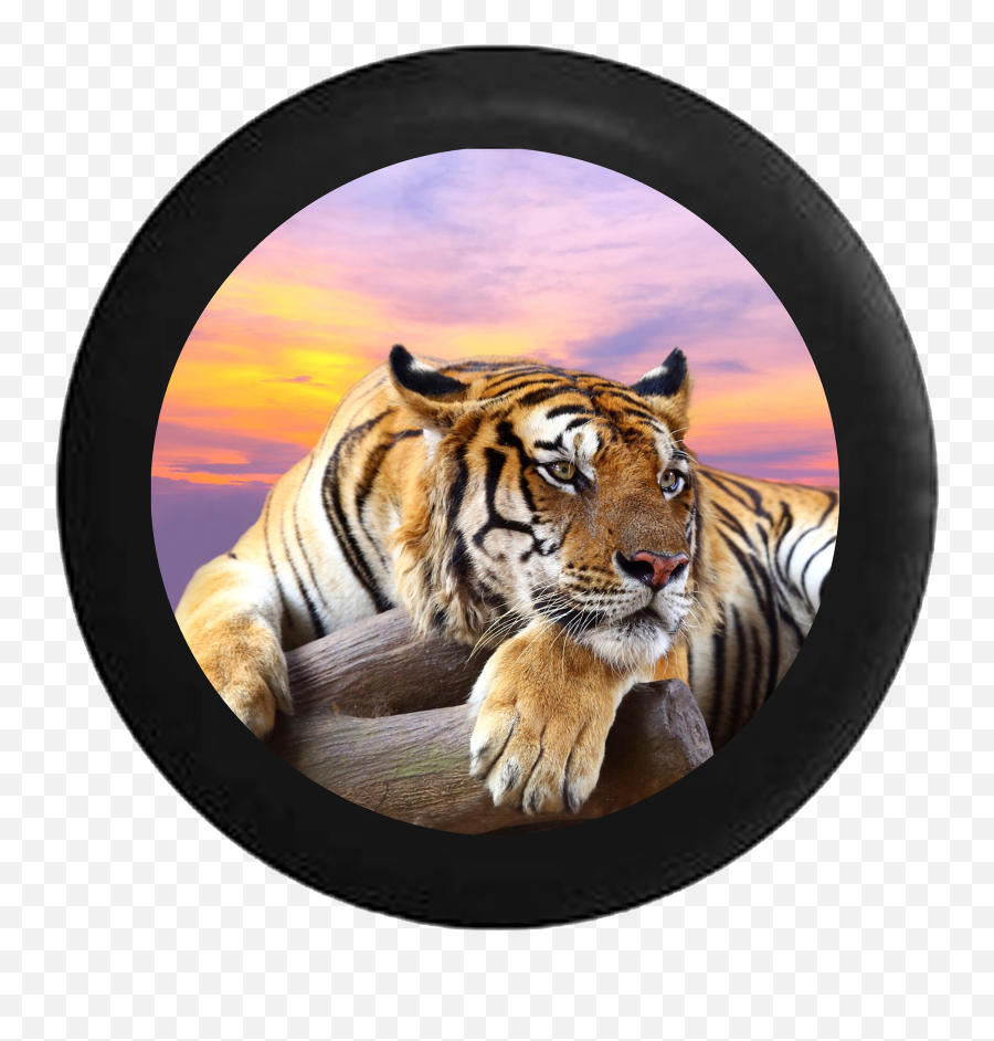Download Hd Lion Jungle Cat Sunset Sky - Descargar Imagenes De Tigres Png,Sunset Sky Png