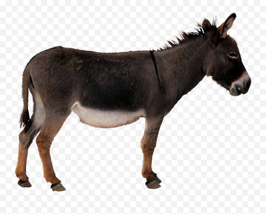 Donkey Png Images Free Download - Transparent Background Donkey Png,Donkey Png
