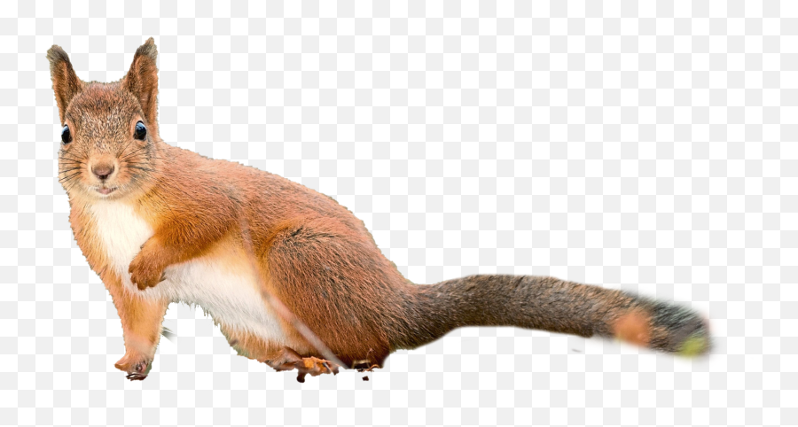 Squirrel Transparent Background - Eurasian Red Squirrel Png,Squirrel Transparent Background