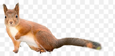 Squirrel Transparent Background - Eurasian Red Squirrel Png,Squirrel Transparent Background