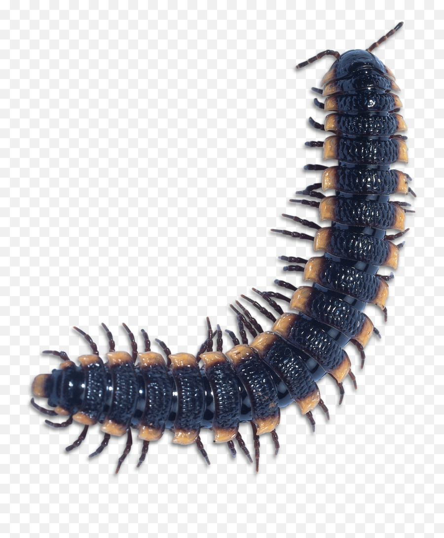 Centipedes And Millipedes Png Free - Millipede Png,Centipede Png