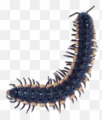 Centipedes And Millipedes Png Free - Millipede Png,Centipede Png