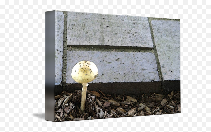 Wabisabi Mushroom By Bellatrys The Philosopher Transparent PNG