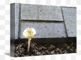 Wabisabi Mushroom By Bellatrys The Philosopher Transparent PNG