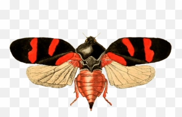 Vintage Free Insect Prints To Download - Treehopper png