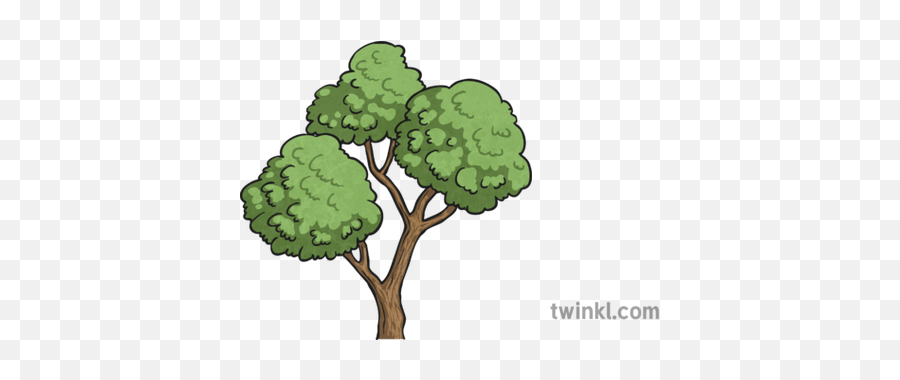 Tree Top Illustration - Twinkl Illustration Png,Tree Top Png