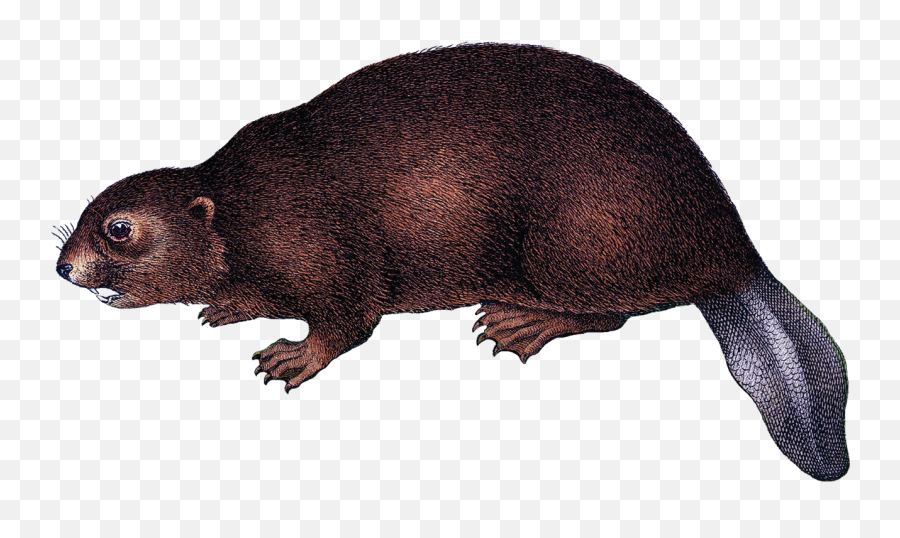Beaver Png Background Image - Platypus Rodent,Beaver Png