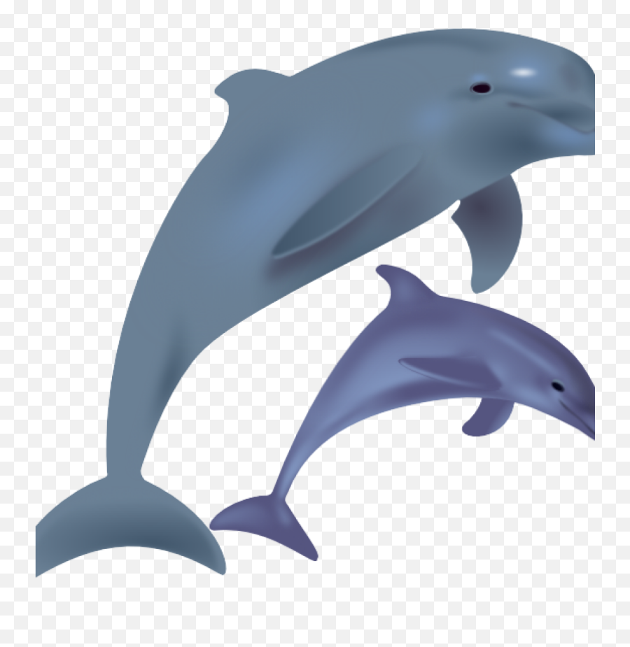 Dolphin Png Transparent Images - Dolphin Clipart,Dolphin Transparent Background