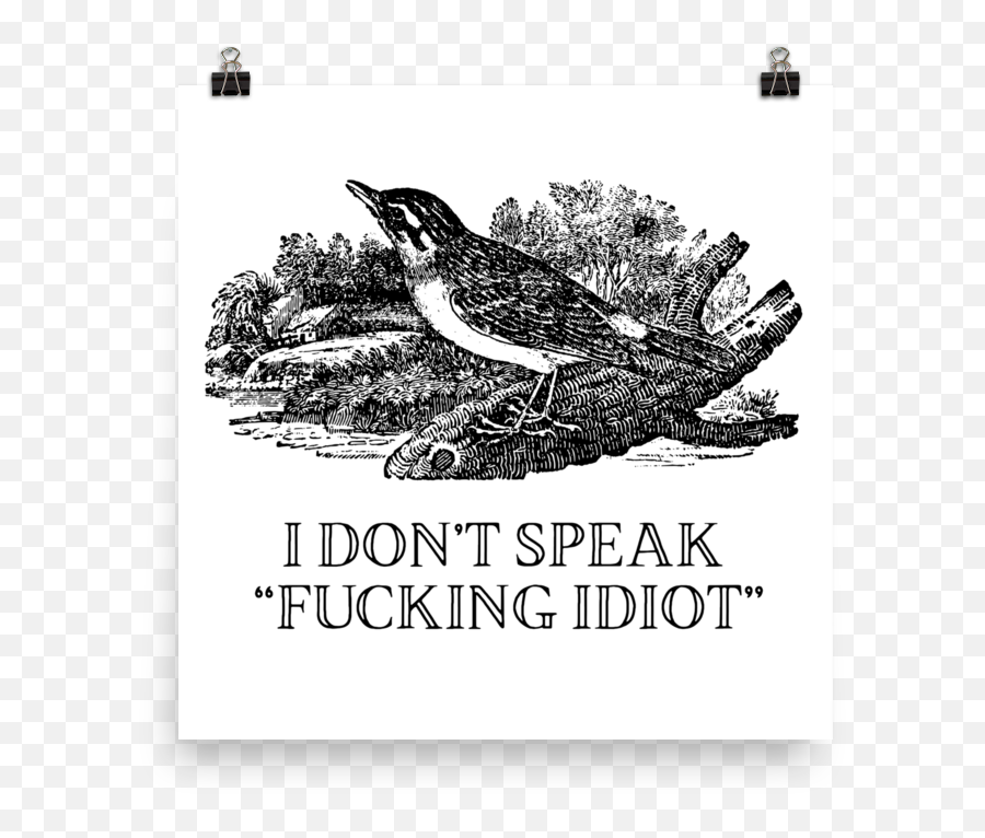 Idiot - Carolina Wren Png,Idiot Png