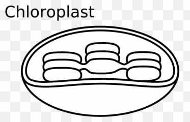 Similar Clip Art - Chloroplast Clipart Png,Draw Png