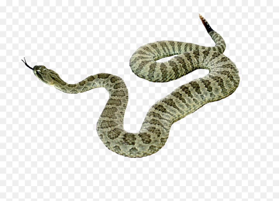 Snake Png Picture - Animales De Sangre Fria Png,Snakes Png