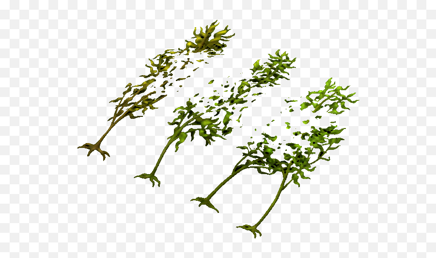 Download Hd Kelp - 0 Illustration Transparent Png Image Vertical,Kelp Png