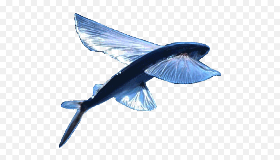 Blue Bird Flying Logo - Transparent Flying Fish Png,Flying Fish Logo