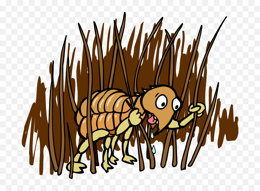 Fleas Unbugme Pest Control - Transparent Cartoon Flea Png,Flea Png