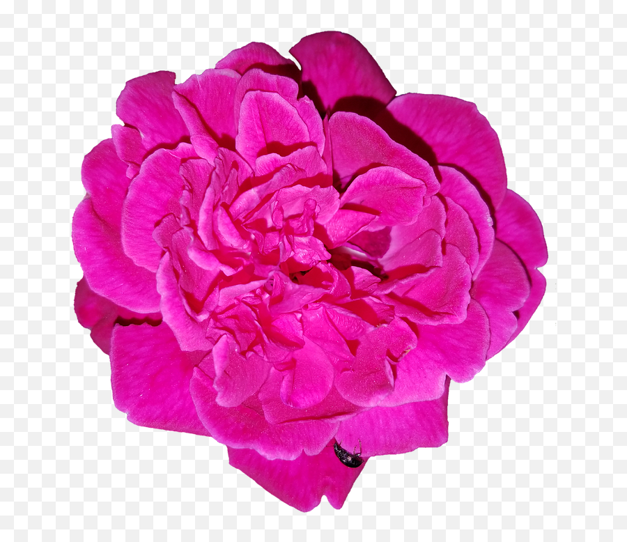 Rose Cut - Out Flower Free Photo On Pixabay Common Peony Png,Transparent Pink Flowers