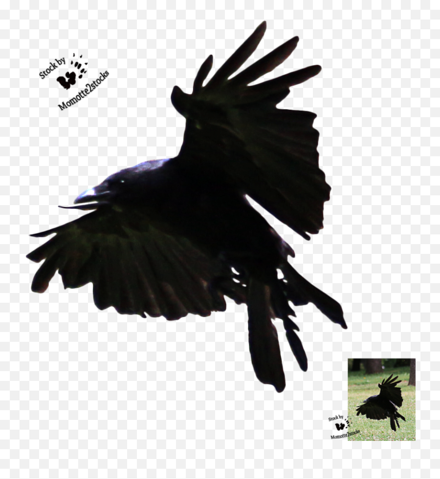 Download Hd Flying Crow Silhouette Png - American Crow,Crow Silhouette Png