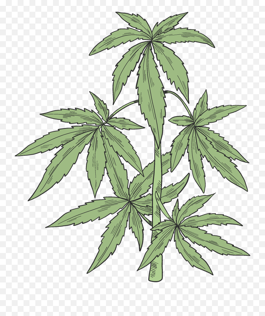 Marijuana Plant Clipart - Cannabis Png,Marijuana Plant Png