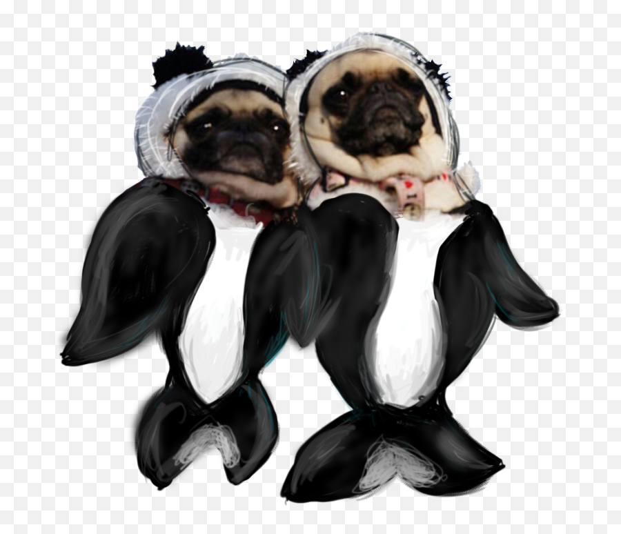 Transparent Pugs - Orca Pug Png,Pug Transparent Background