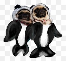 Transparent Pugs - Orca Pug Png,Pug Transparent Background