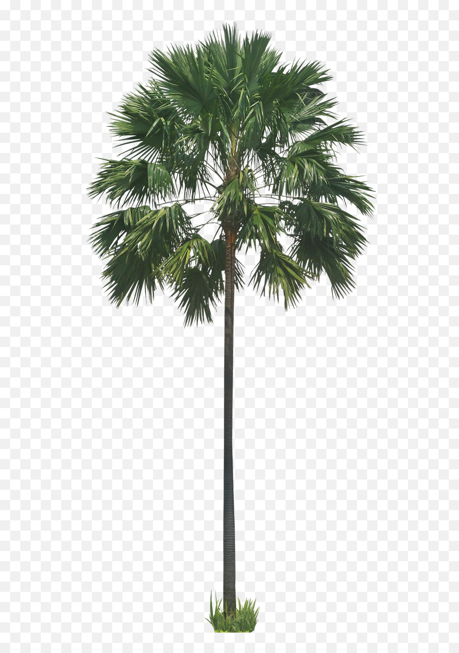 Tropical Trees Transparent U0026 Png Clipart Free Download - Ywd Trees Palm Png,Tropical Tree Png