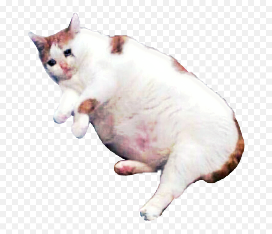 Download Hd Clip Art Sad Cat Pictures - Transparent Sad Cat Png,Sad Cat Png