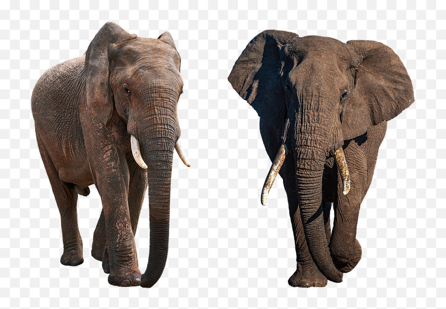 Free Image - Elephant Horns Ears Wild Animal Elephant Png,Elephant Tusk Icon
