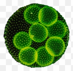 Algae U2013 The Nansen Legacy - Algae Png,Algae Png