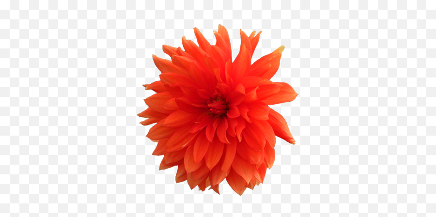 Flower Image Gallery - Realistic Clip Art Flowers Png,Orange Flowers Png