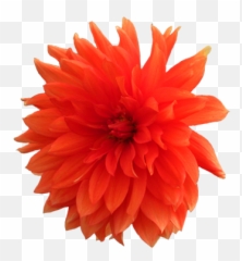Flower Image Gallery - Realistic Clip Art Flowers Png,Orange Flowers Png