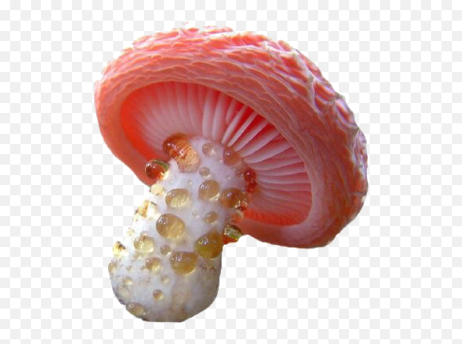 Cred - Exotic Mushroom Png,Mushroom Png