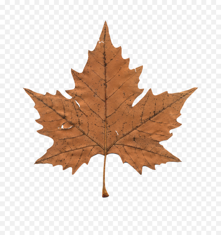 Canada Maple Leaf Png Transparent - Dead Sugar Maple Leaf,Canada Leaf Png