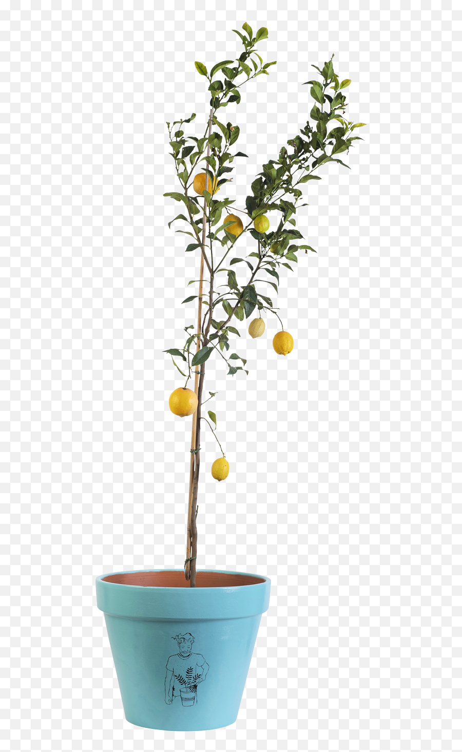 Tailor Lemon Tree - Flowerpot Png,Lemon Tree Png