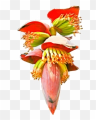 Banana Blossom Png 5 Image