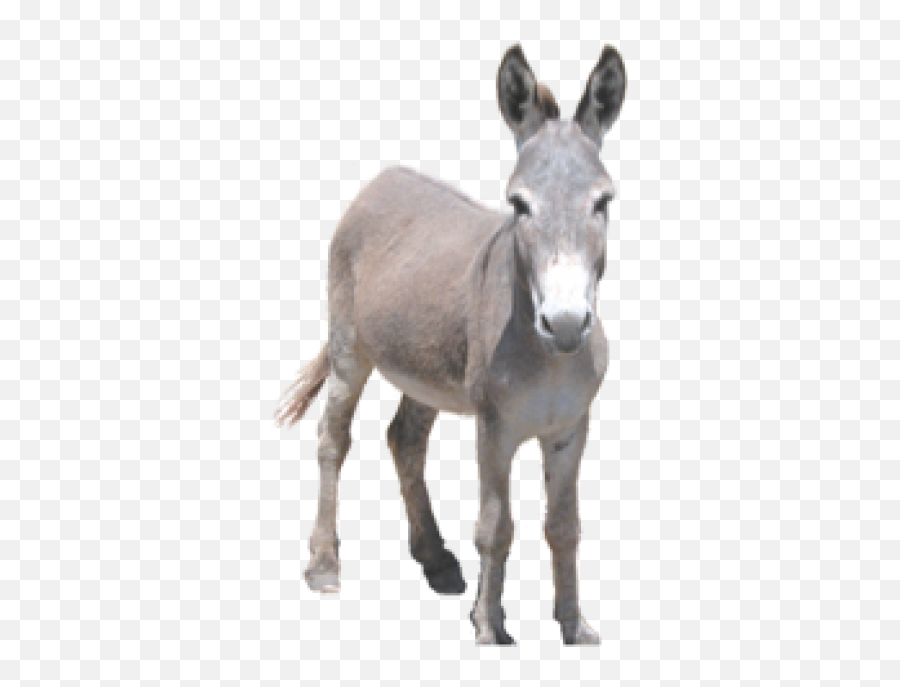 Donkey Png Image - Donkey Png,Donkey Png