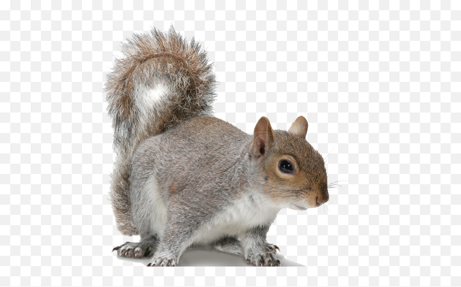 Download Acorn Clipart Fox Squirrel - Grey Squirrel Transparent Background Png,Squirrel Transparent Background