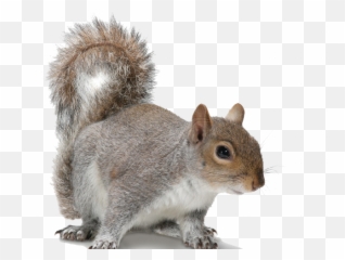 Download Acorn Clipart Fox Squirrel - Grey Squirrel Transparent Background Png,Squirrel Transparent Background